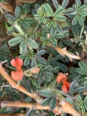 Indigofera sessilifolia