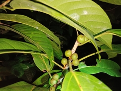 Ficus globosa
