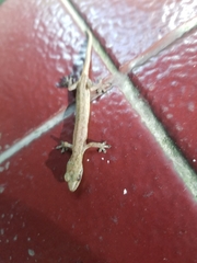 Hemiphyllodactylus typus