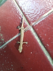 Hemiphyllodactylus typus