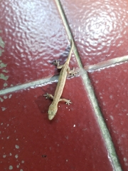 Hemiphyllodactylus typus