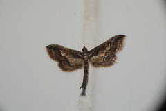 Hydriris ornatalis