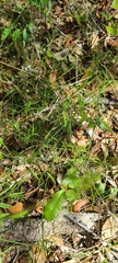 Orthosia scoparia