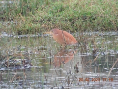 Ixobrychus cinnamomeus