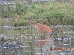 Ixobrychus cinnamomeus