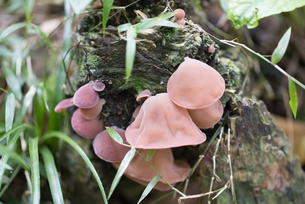 Auricularia fuscosuccinea · February 2023 · photo: © ftsautter (iNaturalist, cc0)
