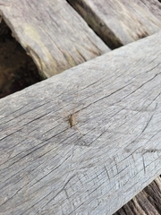 Paradossenus longipes