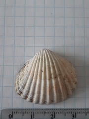 Cerastoderma glaucum