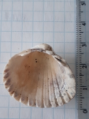 Cerastoderma glaucum