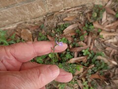 Nuttallanthus texanus