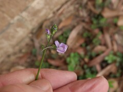 Nuttallanthus texanus
