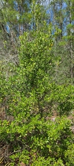 Ilex opaca arenicola