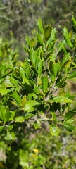 Ilex opaca arenicola