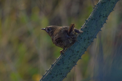Scytalopus magellanicus