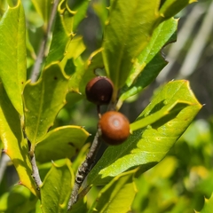 Ilex opaca arenicola