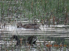Nettapus coromandelianus