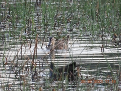 Nettapus coromandelianus