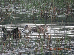 Nettapus coromandelianus