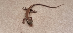 Eutropis carinata