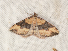 Epyaxa subidaria