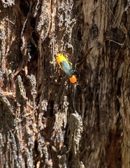 Chauliognathus tricolor