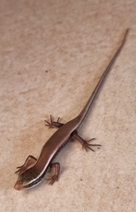 Eutropis carinata