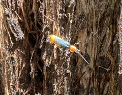 Chauliognathus tricolor