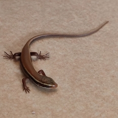 Eutropis carinata