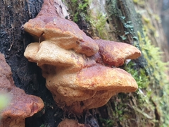 Gloeophyllum odoratum