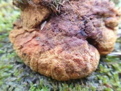 Gloeophyllum odoratum