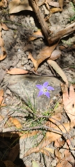 Wahlenbergia capillaris