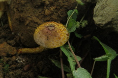 Cystodermella australis