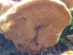 Gloeophyllum odoratum