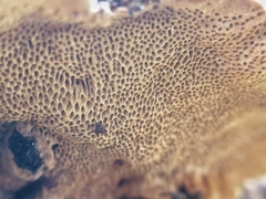 Gloeophyllum odoratum