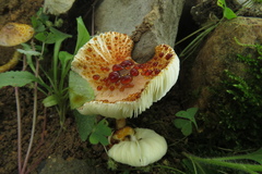 Cystodermella australis