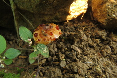 Cystodermella australis