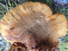 Gloeophyllum odoratum