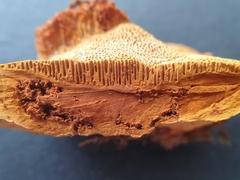 Gloeophyllum odoratum