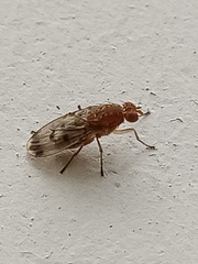 Suillia variegata