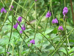 Phaethornis striigularis