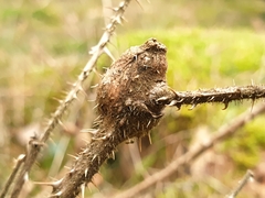 Lasioptera rubi