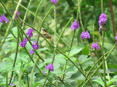 Phaethornis striigularis