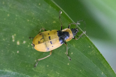 Chauliognathus missionum