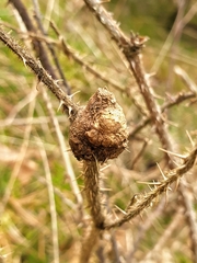 Lasioptera rubi