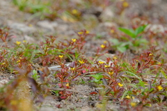 Ludwigia hyssopifolia