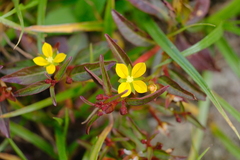 Ludwigia hyssopifolia