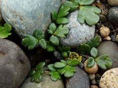 Ranunculus acaulis