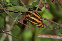 Athyma nefte subrata