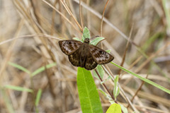 Ephyriades brunnea