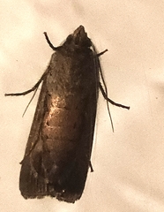 Agrotis infusa